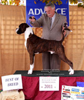 Aust CH Targeted by Newlaithe - BEST OF BREED June 2011